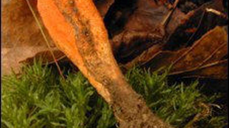 Cordycepin vsebuje redka parazitska goba, ki raste na gosenicah. (Foto: BBC)