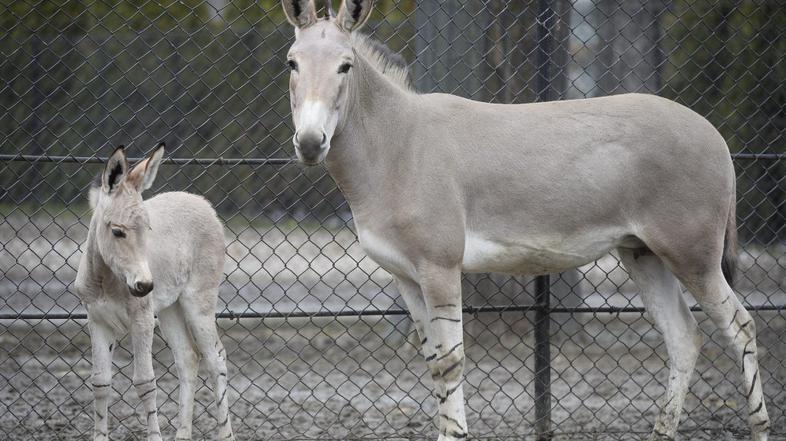 Somalijski divji osel