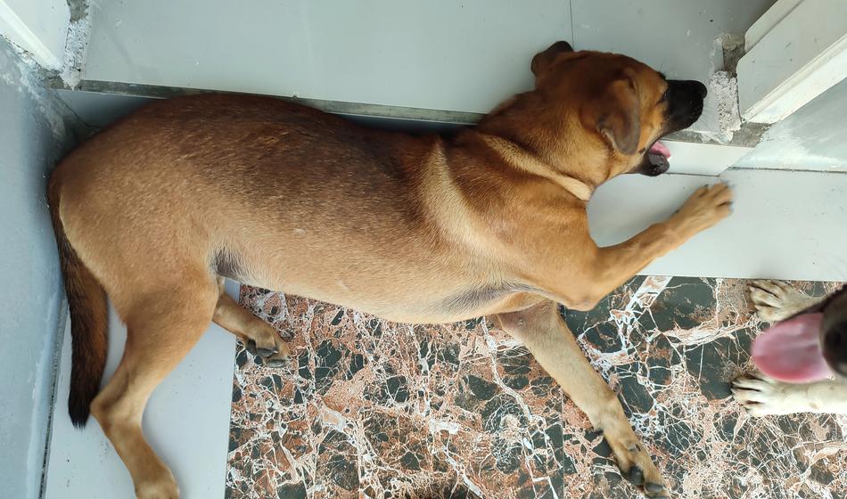 V hiši mrtev več dni, raztrgali so ga psi