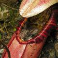 Vrsta Nepenthes attenboroughii je sposobna ujeti tudi podgane in miši, kot je ra