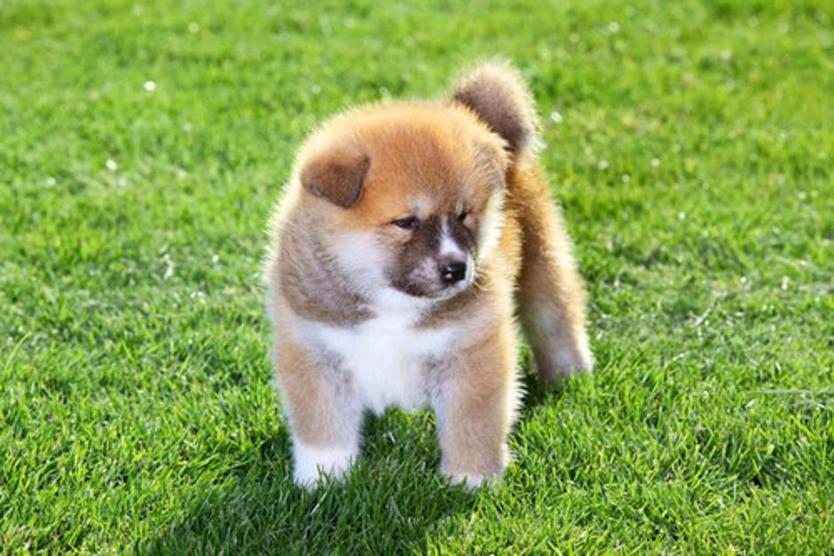 Akita inu | Avtor: Profimedias