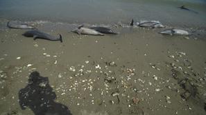 mrtev delfin