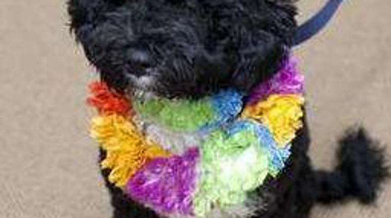 Bo bo poskrbel za veselje v Beli hiši.