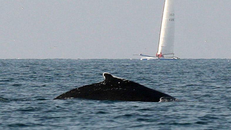 Kit grbavec je v Piranski zaliv obiskal konec februarja in se je v našem morju z