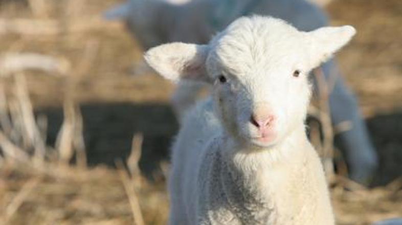 Bakterija se največkrat nemoteno izloča v okolico v času, ko žival koti.