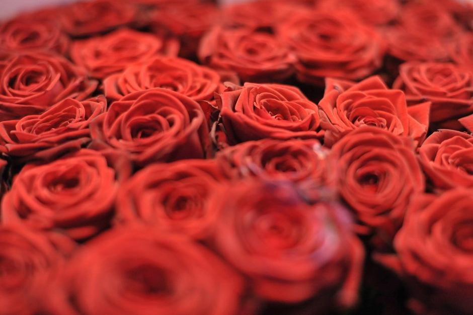 vrtnice | Avtor: Anže Petkovšek