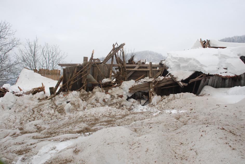 reševanje govedo krave