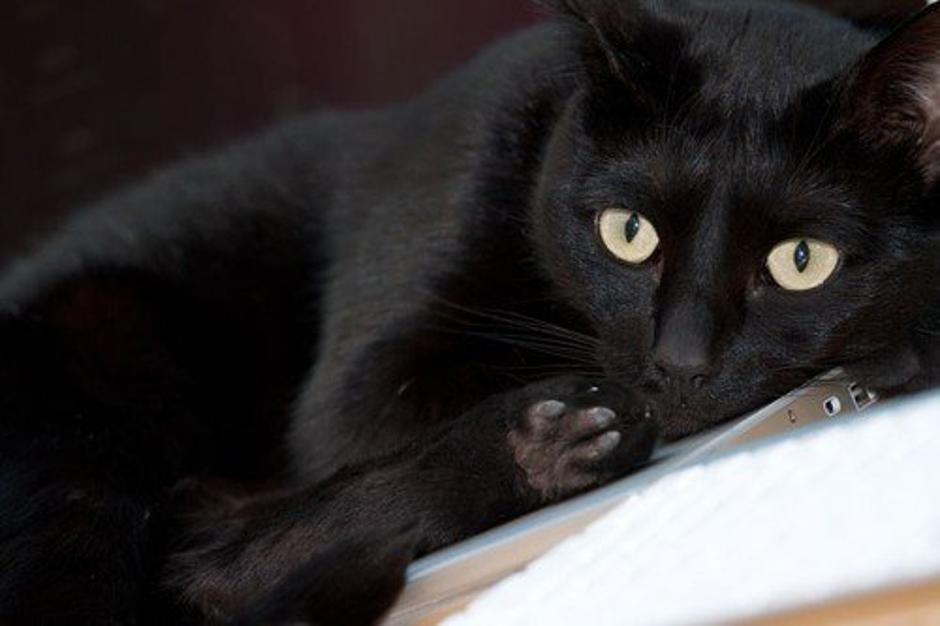 Črna mačka | Avtor: Profimedia
