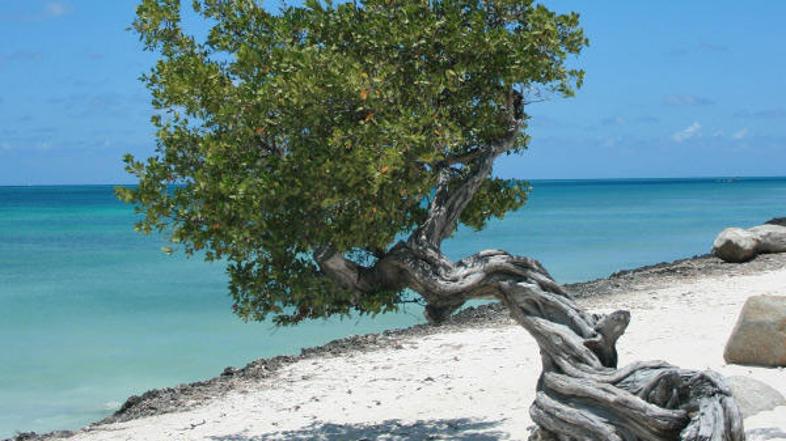 Aruba se svetu predstavlja kot pravljičen otok v Malih Antilih. A konkurenca v K