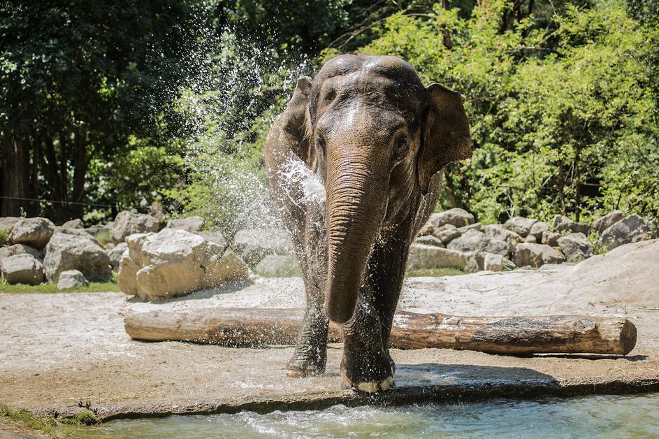 ZOO ljubljana ljubljanski živalski vrt slon slonica Ganga