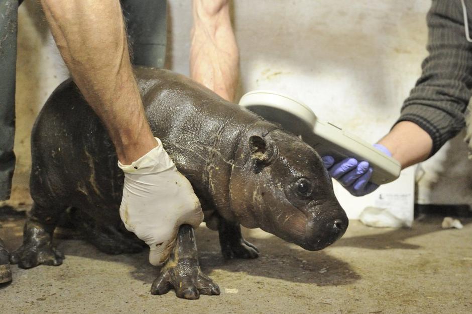 Mali povodni konj | Avtor: EPA