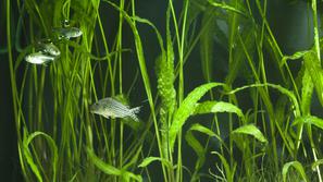 Vse ribice se ne razumejo enako dobro. Ko kupujete različne vrste, pazite, da so