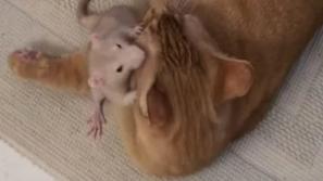 Mačka in podgana
