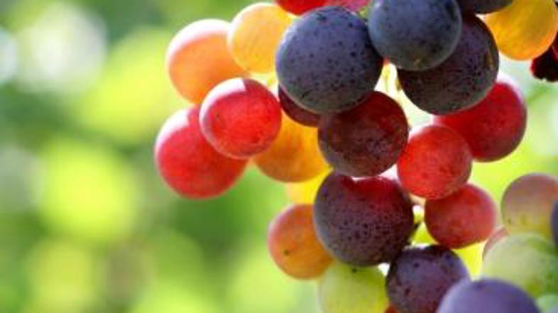 Slovenija je razdeljena na tri vinorodne dežele: Podravje, Posavje in Primorsko.