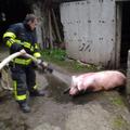 slovenija 28.03.13. resevanje, pujs, svinja, gasilci, foto: GASILSKI ZAVOD TRBOV