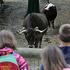 Slepi in slabovidni so imeli svoj dan v živalskem vrtu.