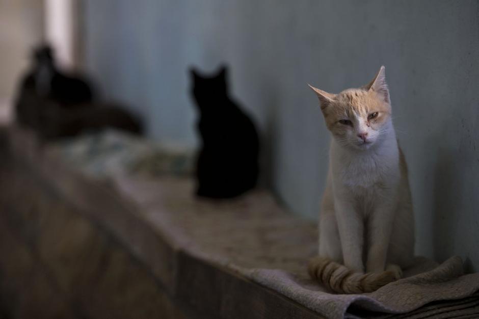 Mačke v Izraelu | Avtor: EPA