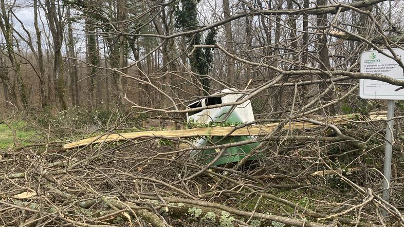 podrto drevje zaradi močnega vetra na cesti od Ajševice proti Rožni dolini