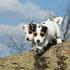 Jack russel terier