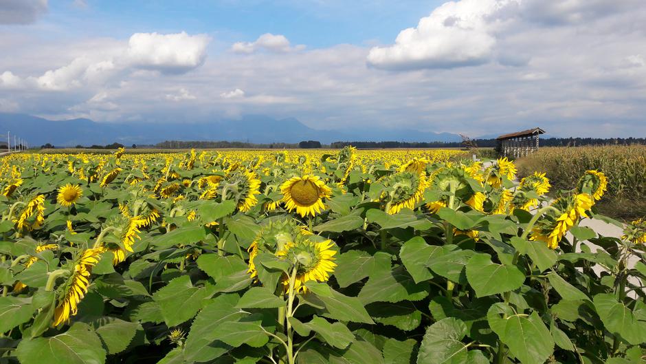 Sorško polje | Avtor: M. Ha.