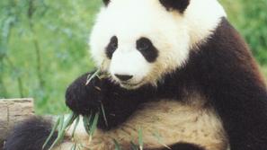 Panda, ki naj bi bila moškega spola, je povila dvojčka.