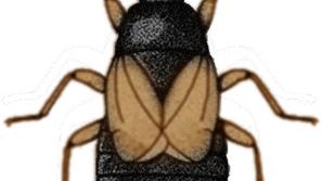 Xylocoris flavipes žuželka