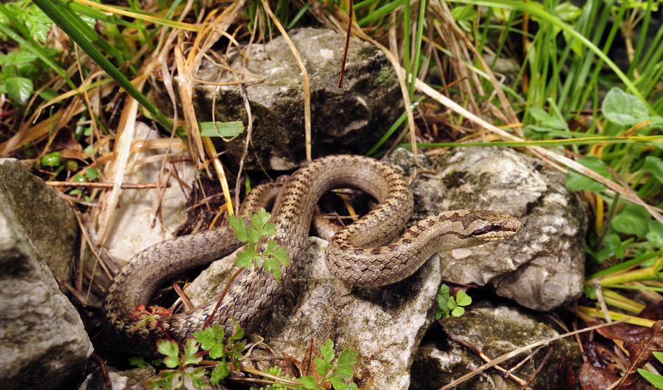 Kače se prebujajo in prihajajo na dvorišča: Ena stvar jih privlači kot magnet