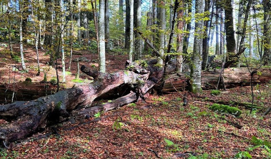 Na tak način lahko odkrijete skrivnosti slovenskega pragozda