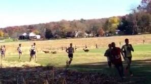 tekač srna Pensilvanija NCAA