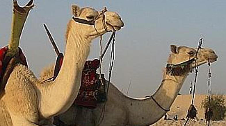 V Abu Dabiju bo deset tisoč kamel upalo na lepotne naslove.