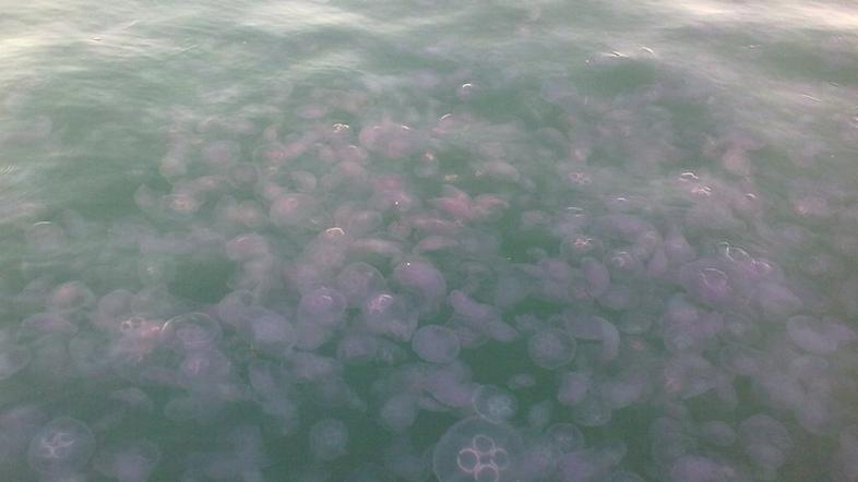 Meduze ob obali Izole.