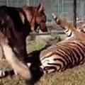 Pes in tiger