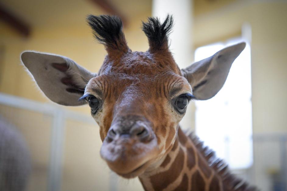 Mala žirafa