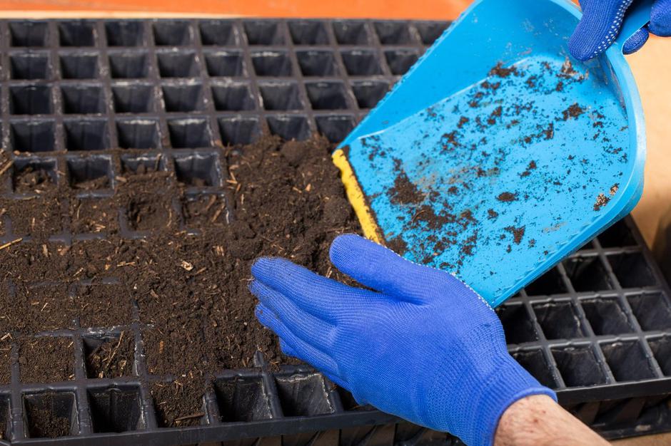 setev za sadike | Avtor: Profimedia