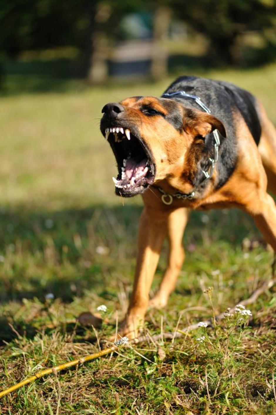 nevaren jezni pes | Avtor: Shutterstock