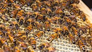 Čebele panj