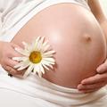 nosečnica, nosečnost