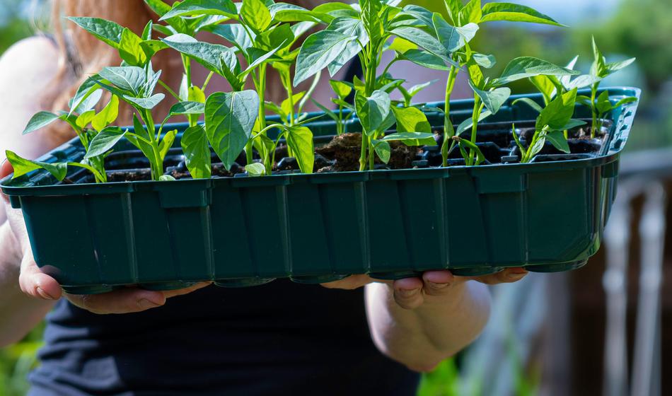 Ne zamudite, če želite kakovostne sadike in dober pridelek