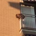 Pes na balkonu
