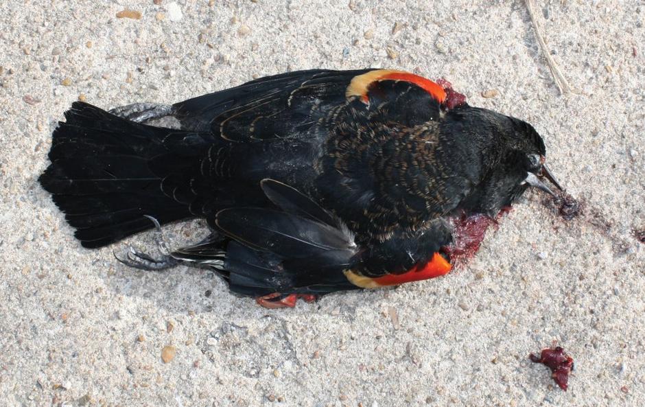 Poginula ptica  | Avtor: EPA