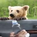 Medved na cesti