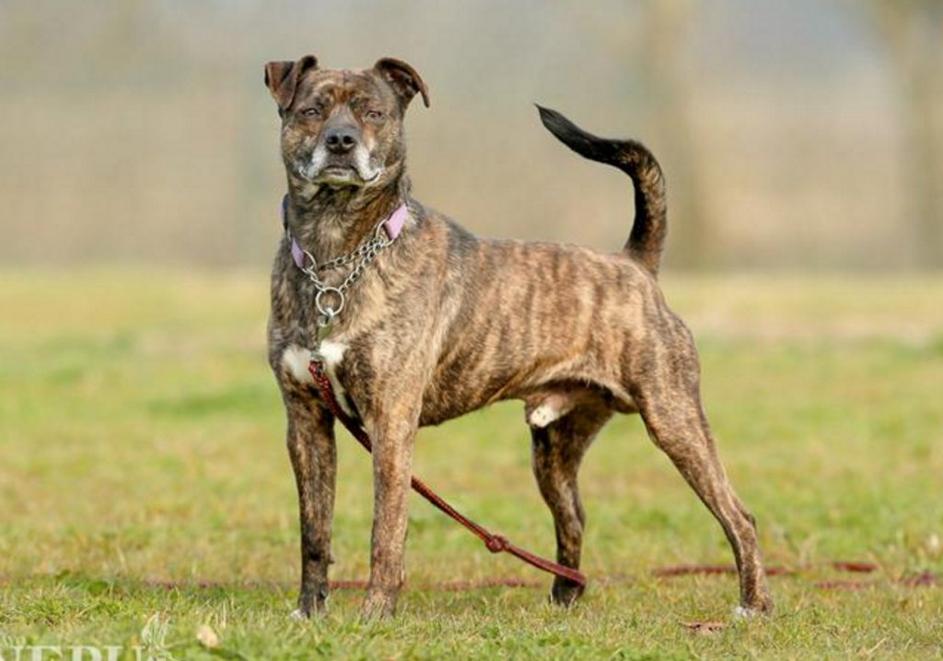 Zavetišča Ljubljana