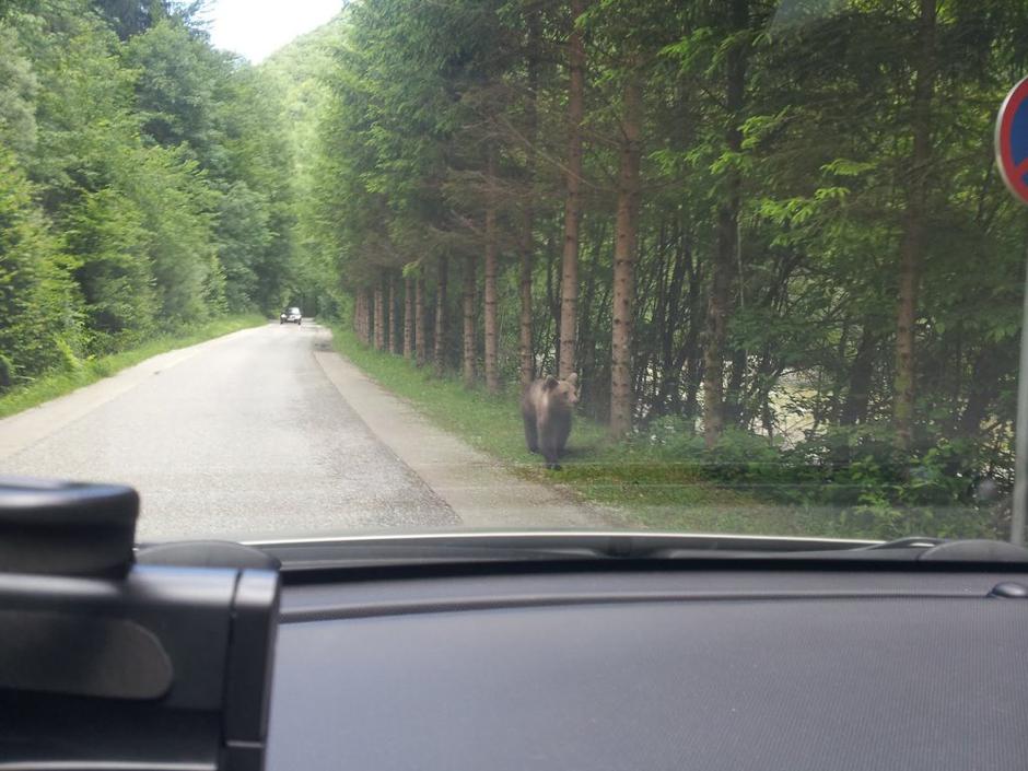 Medved v Iški | Avtor: D. H.