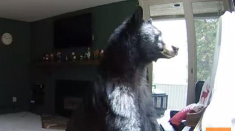 Medved igra na klavir