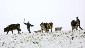 Takole je presenetilo bavarske kmete. (Foto: Epa)