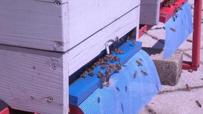 Tri družine “cankarjevih” kranjskih čebel bodo v prvi beri pridelale cvetlični m