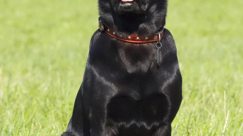 Oscar je nor na žogice za golf. (Foto: Shutterstock)