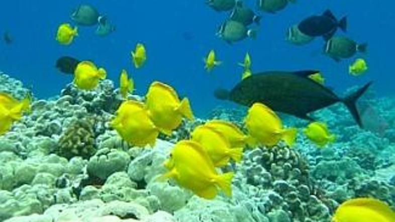 Koralni grebeni so med najbolj ogroženimi ekosistemi.