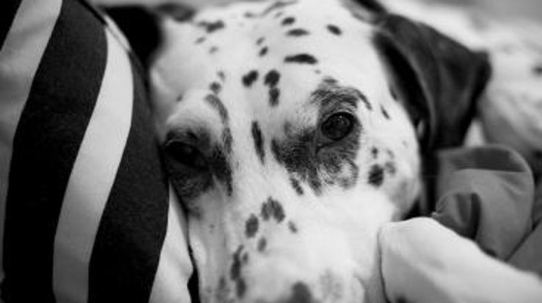 Dalmatinka je postavila rekord.