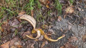 Bananin olupek smet smetenje